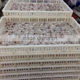 Frozen Chinese Baby Squid Loligo Japonica thumbnail-6