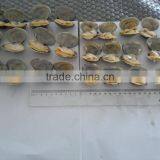 High Quality Vacum Packed Short Necked Clam thumbnail-3
