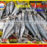 FROZEN SPANISH MACKEREL WHOLE ROUND thumbnail-1