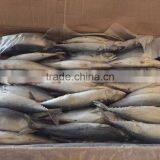 Landfrozen Mackerel 150-200g thumbnail-3