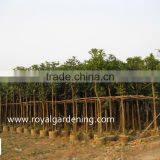 Mangifera Indica Tropical Fruit Trees