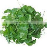 Centella Asiatica Extract thumbnail-4