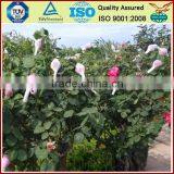 White Pe Packing Flower Bud Netting thumbnail-1