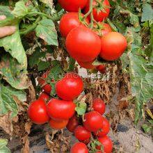 T02 Hybrid Indeterminate Round Tomato Variety thumbnail-2
