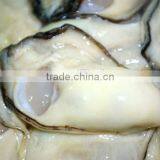 Frozen Oyster Meat Shellfish
