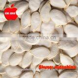 SNOW WHITE PUMPKIN SEEDS thumbnail-2