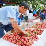 GOOD QUALITY VIETNAM FRESH LYCHEE thumbnail-5