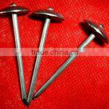 Kenya Market Umbrella Head Galvanzied and Twisted Shank Roofing Nails thumbnail-3