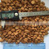 Best Price Common Bitter Apricot Kernel thumbnail-3