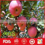 Fresh Fruit of Fresh Apples in Hot Selling thumbnail-3
