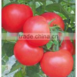 Hybrid F1 Indeterminate Growth Best Heirloom Big Pink Tomato Seeds For Sale-Mystery