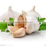 Pack in mesh bag for Yemen China Garlic Price 2016