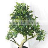 Mini Ficus Bonsai thumbnail-6