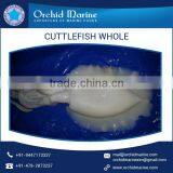 Quality Proven Range of Whole Round Cuttlefish at Competitive Rates thumbnail-6