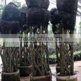 Ficus Squra Shape Packed thumbnail-1