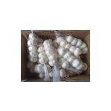 China White Garlic 5.0cm thumbnail-3