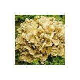 Maitake Mushroom Extract 10%-30%polysaccharide(rossonl@huacheng-biotech.com)