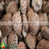 the Most Competitive Market Prices for Shiitake Mushroom thumbnail-1