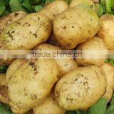 Fresh Potato 2014 crop