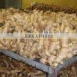 Fresh Ginger (air Dried) thumbnail-2
