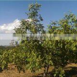 Best Saling on Foods Products Halves Walnut Meat Distributor thumbnail-2