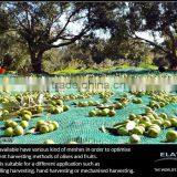 Olive harvest net