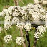 Cumin Seed Essential Oil thumbnail-1