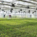 Low Cost Pad and Fan Cooling System Greenhouse Accessories thumbnail-4