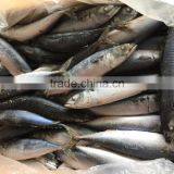 2016 Landing Sea Frozen Mackerel 200-250g thumbnail-4