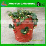 Hot Selling Round Folding Strawberry Planter Bag thumbnail-1