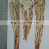Angelica Herb thumbnail-1