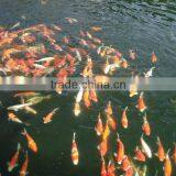 Durable and Enviromental Biological Filter for Koi Pond and Aquarium,fish Farming Filter Mat thumbnail-6