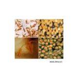 Sell Artemia Cysts thumbnail-1