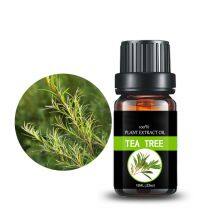 Tea Tree Essential Oil For Skin Body Aroma Humidifier Diffuser In Bulk Price Pure Natural thumbnail-4