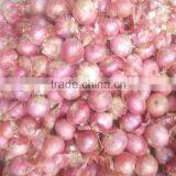 2015 New Crop Good Quality of the Onion thumbnail-6