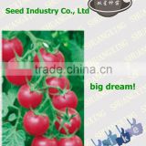 Pink Empress F1 hybrid tomato seeds