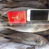 Frozen Horse Mackerel Fish 20CM+