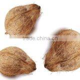 Fresh Coconuts for Cheap Rate thumbnail-1