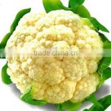 New Crop Frozen cauliflower
