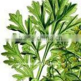 100% Pure Natural Wormwood Essential Oil(Artemisia absinthium)