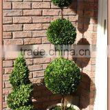 White Potted Preserved Triple Boxwood Balls Tree thumbnail-3