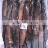 Iqf Peru Illex Squid thumbnail-1