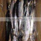 Frozen Spanish Mackerel Fish for Sale thumbnail-1