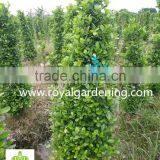 Ficus Panda Christmas Tree ( Cone Shape) thumbnail-5