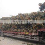 Magnolia Grandiflora Cold Hardy Landscaping Trees thumbnail-1