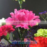 Fresh Cut Flowers With Good Quality and Low Price Pink Carnation Flower High Grade Wholesale From Yunnan China Supplier thumbnail-3