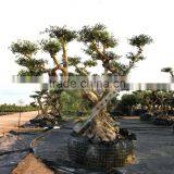 Olea Europaea "Pirineos" Pompon thumbnail-2