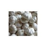 sell China garlic