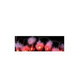 Sell 20L Red Heart With Feather thumbnail-1