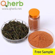 Green Tea Extract Powder